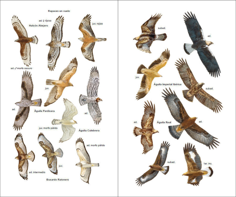 Pàgina de mostra Aves de España